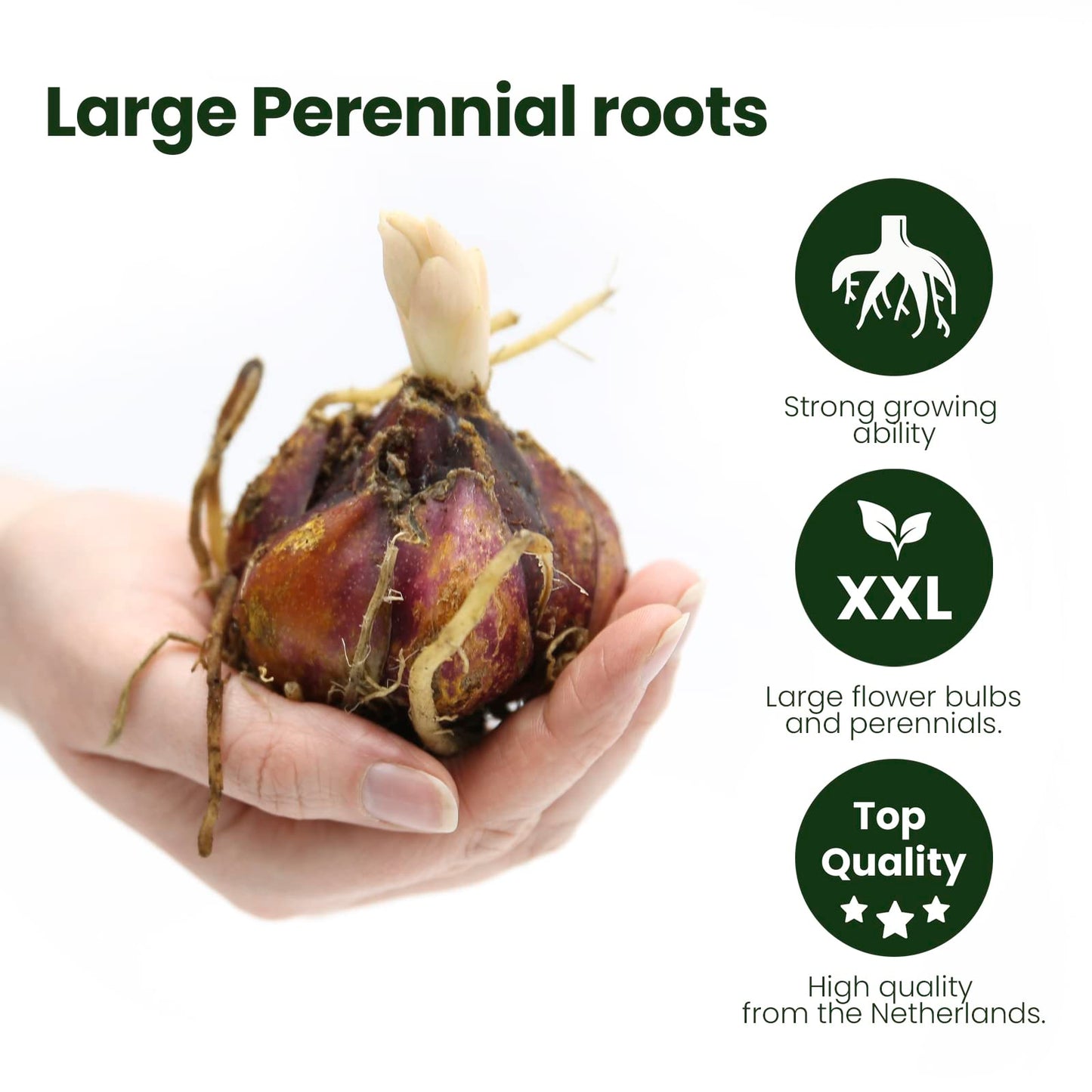 1x Bulbo lirio Plantas naturales exterior Lirios bulbos Flores para jardin naturales Planta perenne Friso