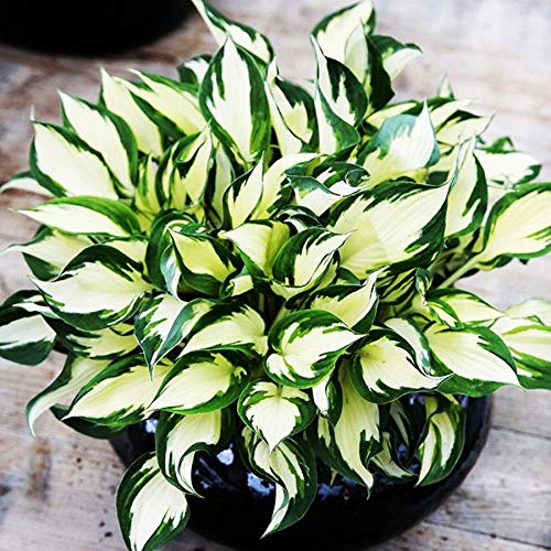 Hosta Planta decorativa Plantas de jardin Plantas y flores naturales de exterior 1x Rizoma Hosta Fire and Ice