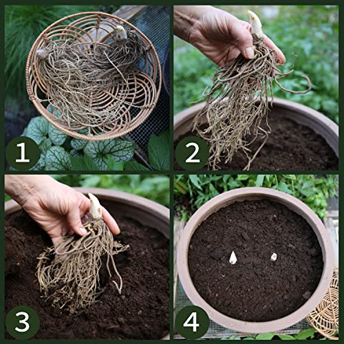 Hosta Planta decorativa Jardin flores Planta perenne Plantas naturales exterior 1x Rizoma Hosta Wide Brim