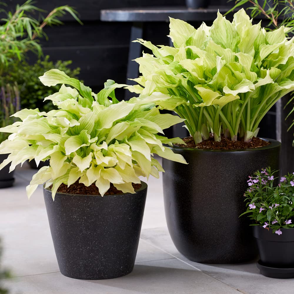 Hosta Planta decorativa Plantas de exterior Bulbos de flores Plantas para jardin 1x Rizoma Hosta blanca White Feather