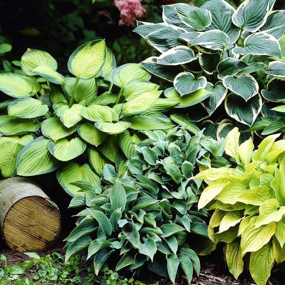 Hosta Planta decorativa Plantas de jardin Plantas y flores naturales de exterior 1x Rizoma Hosta Fire and Ice