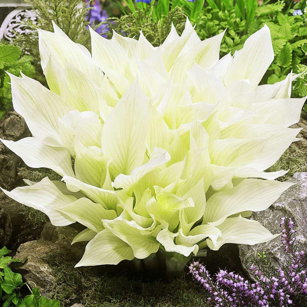 Hosta Planta decorativa Plantas de exterior Bulbos de flores Plantas para jardin 1x Rizoma Hosta blanca White Feather
