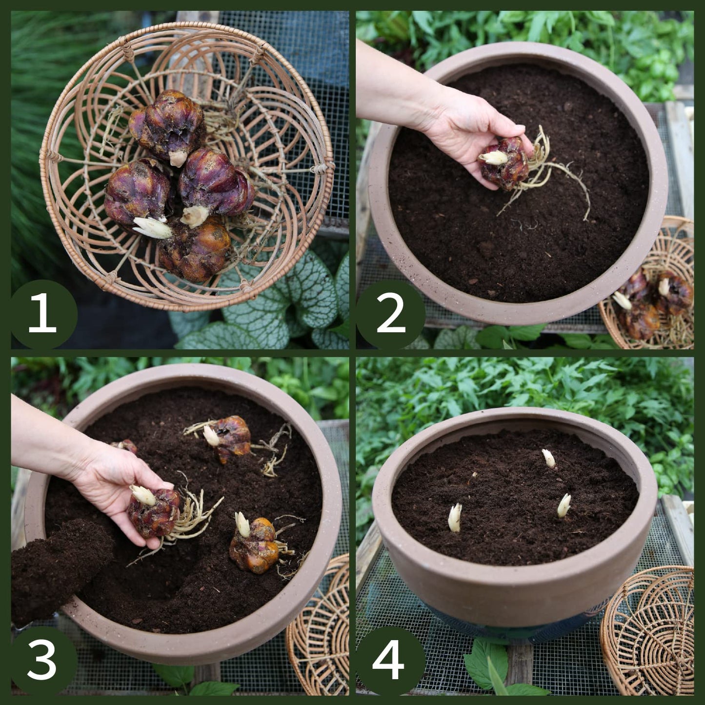 1x Bulbo lirio Plantas naturales exterior Lirios bulbos Flores para jardin naturales Planta perenne Friso