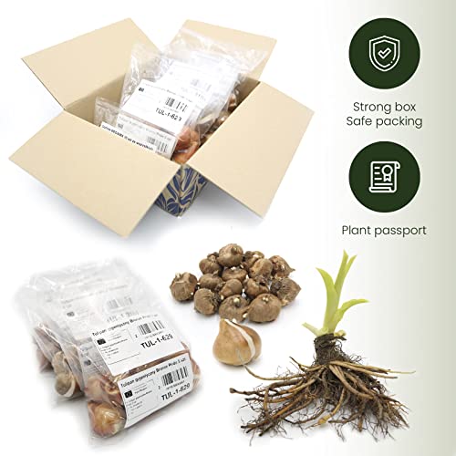 Hosta Planta decorativa Jardin flores Planta perenne Plantas naturales exterior 1x Rizoma Hosta Wide Brim