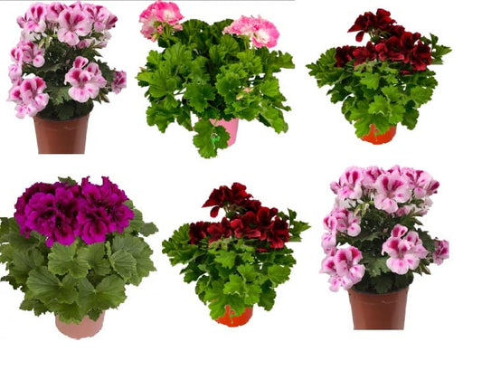 Geranio Pelargonium Grandiflorum (Pack 6 Plantas) 14 cm ø - Vipar Garden 8