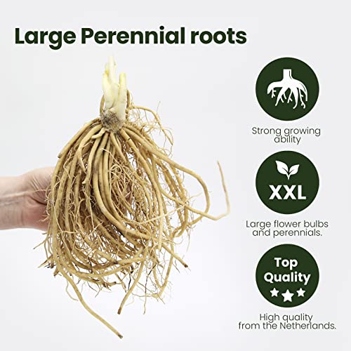 Hosta Planta decorativa Jardin flores Planta perenne Plantas naturales exterior 1x Rizoma Hosta Wide Brim