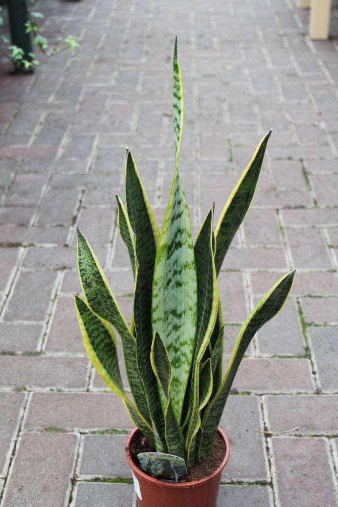 Planta de interior - Planta para la casa o la oficina - Sansevaria - Lengua de suegra variegada - Aprox. 30 cm de alto