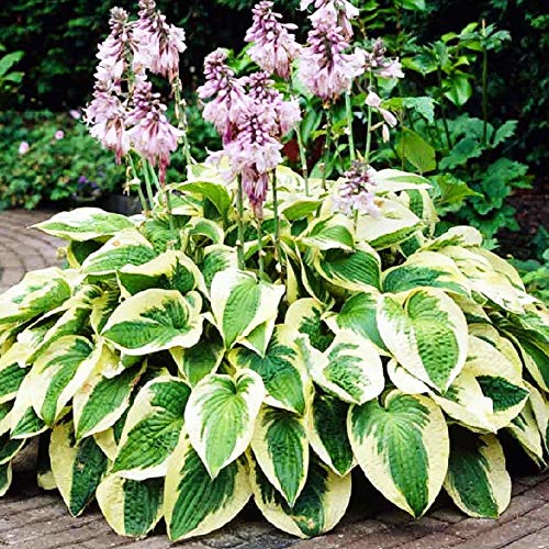 Hosta Planta decorativa Jardin flores Planta perenne Plantas naturales exterior 1x Rizoma Hosta Wide Brim