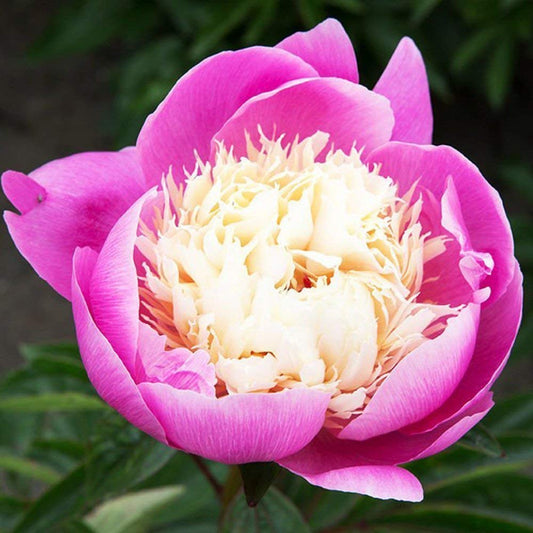 1x Rizoma Peonias Plantas de exterior Peonias naturales Flores para plantar Peonia Bowl of Beauty