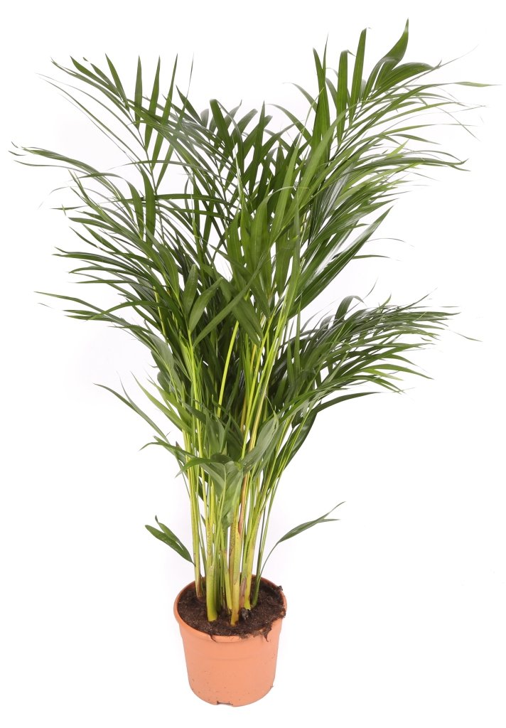 Areca maceta 14cm. - Altura total aprox.60cm. - Planta viva - (Envío sólo a Península)