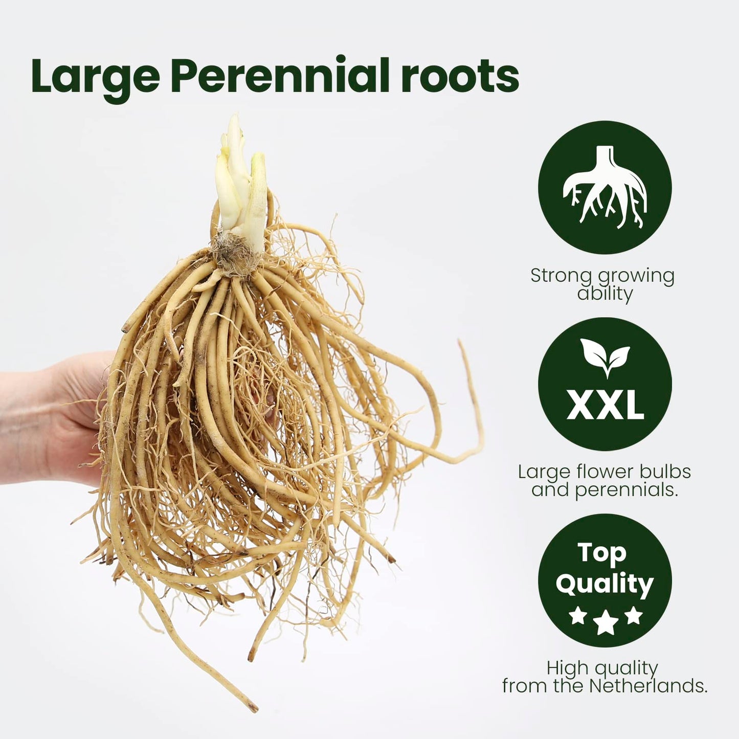 Hosta Planta decorativa Jardin flores Planta perenne Plantas naturales exterior 1x Rizoma Hosta Wide Brim