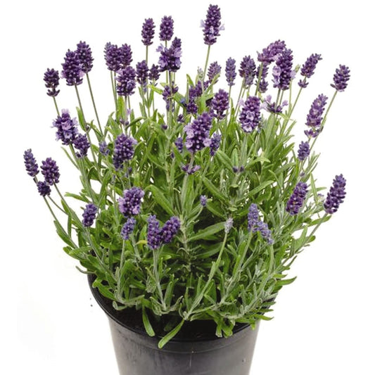 DECOALIVE Lavanda Planta Natural con Flor para Terraza y Jardín