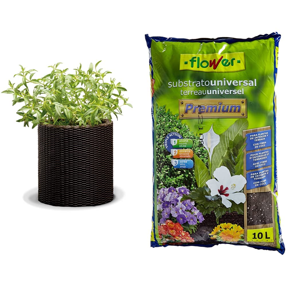 KETER - Maceta Mediana de Base Redonda, 18 litros, Color marrón Chocolate + Flower Universal Premium Substrato, 10L, Marrón, 29x6x46 cm