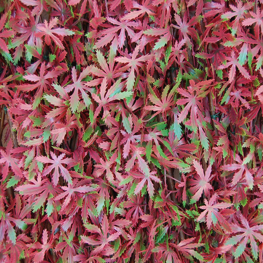 TENAX Divy 3D X-Tens Red Acer 1,00x2 m Verde-Rojo, Enrejado Extensible de Madera Natural Recubierto con Hojas de Arce Rojo, Occultación para Balcones y Terrazas, Decoración de Paredes