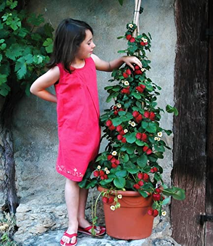 Fresa trepadora - Arbusto de fresas (lote de 5 plantas) - Ideal para balcones, terrazas, pequeños jardines - Apto para macetas y terreno abierto… (lote de 5 plantas)