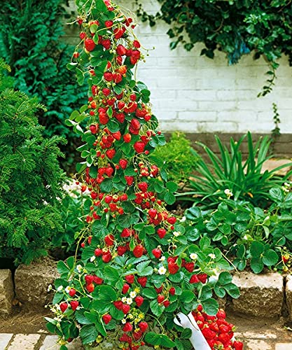 Fresa trepadora - Arbusto de fresas (lote de 5 plantas) - Ideal para balcones, terrazas, pequeños jardines - Apto para macetas y terreno abierto… (lote de 5 plantas)